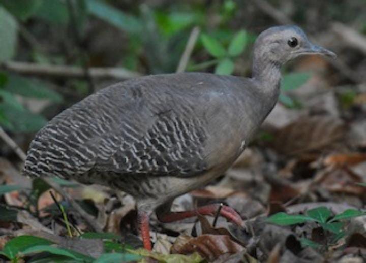 Crypturellus Cinnamomeus