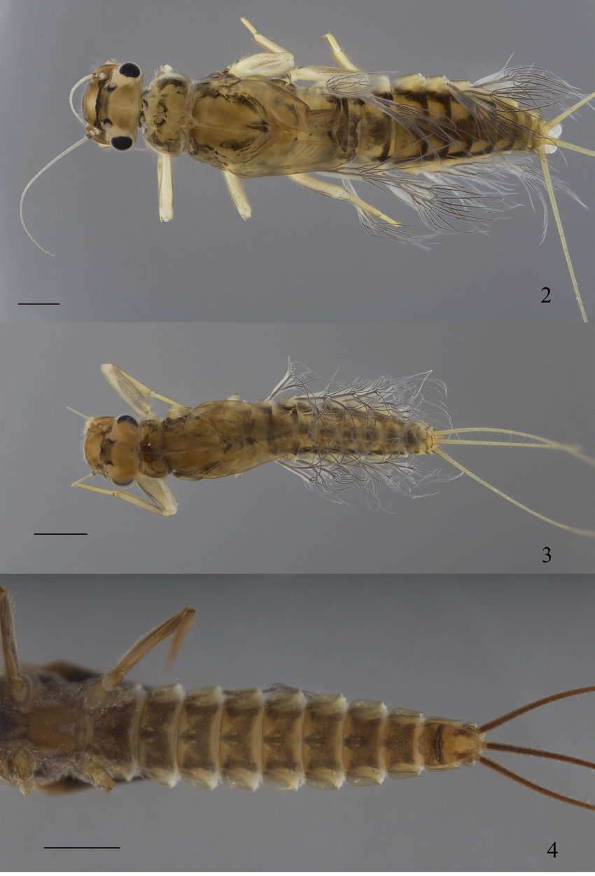 Habrophlebia hassainae