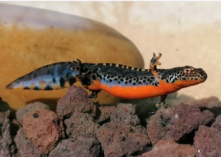 Ichthyosaura alpestris alpestris