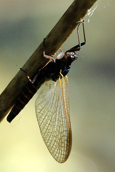 Leptophlebia marginata