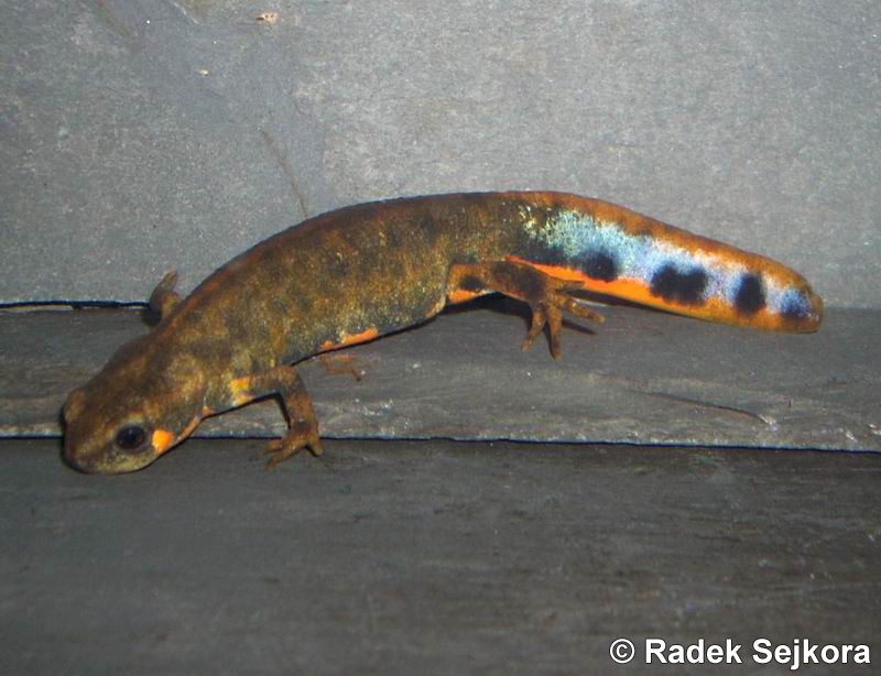 Hypselotriton cyanurus