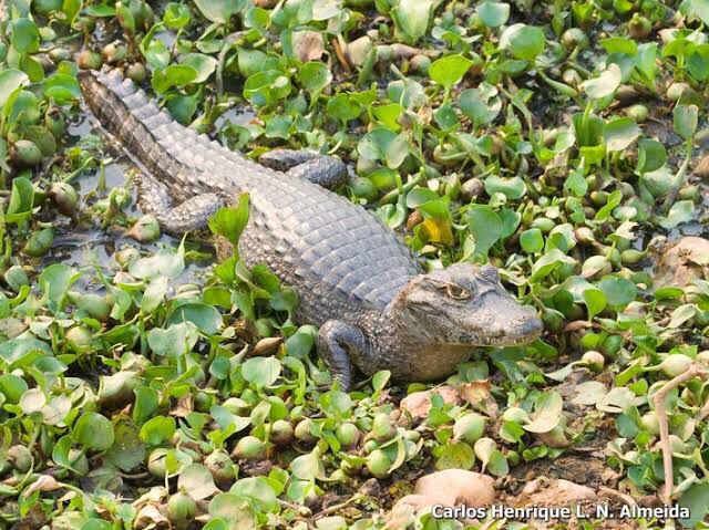 Caiman yacare