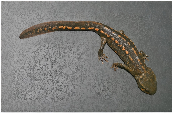 Paramesotriton zhijinensis