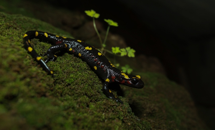 Salamandra algira