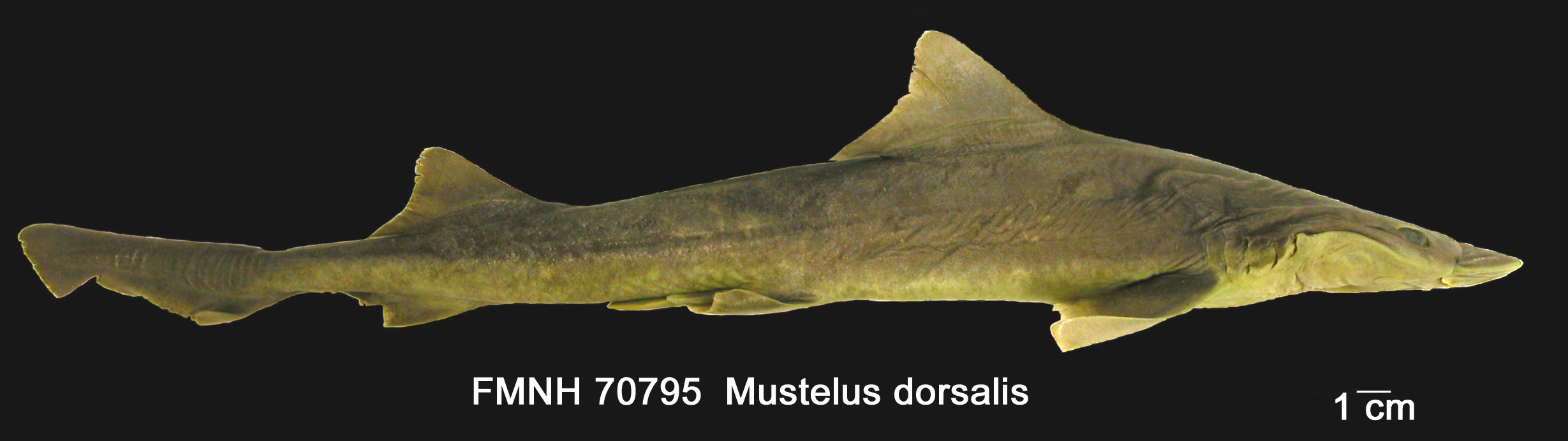 Mustelus Dorsalis