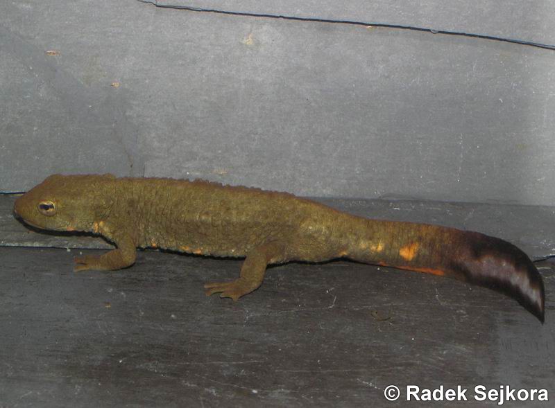 Paramesotriton chinensis