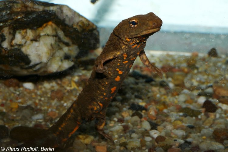 Paramesotriton fuzhongensis