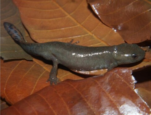 Hypselotriton glaucus