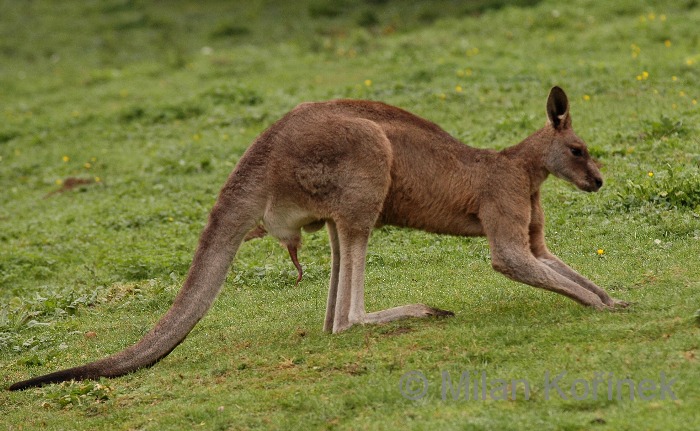 Macropus giganteus
