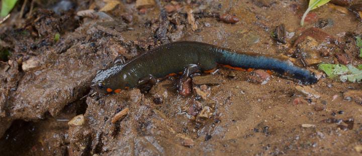 Hypselotriton yunnanensis