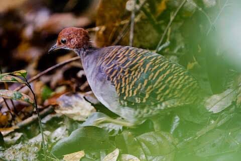 Crypturellus Casiquiare