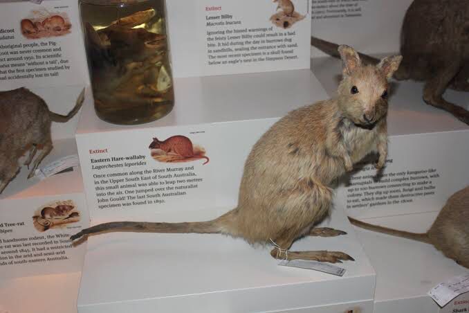 Lagorchestes leporides