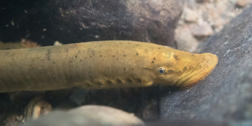 Ichthyomyzon Bdellium