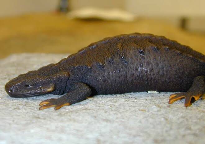 Echinotriton chinhaiensis