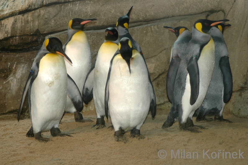 Aptenodytes patagonicus