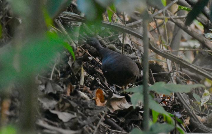 Crypturellus Kerriae