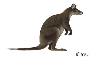 Dorcopsulus Macleayi