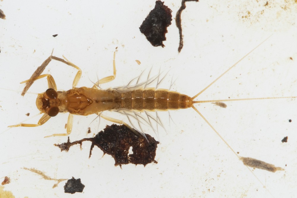 Habroleptoides auberti