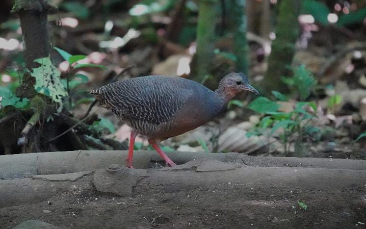Crypturellus Atrocapillus