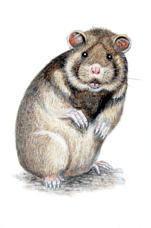 Mesocricetus Newtoni