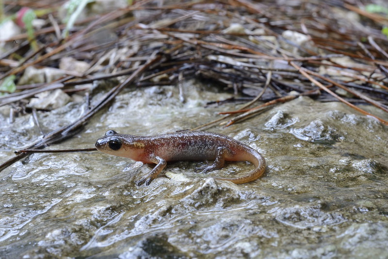 Lyciasalamandra irfani