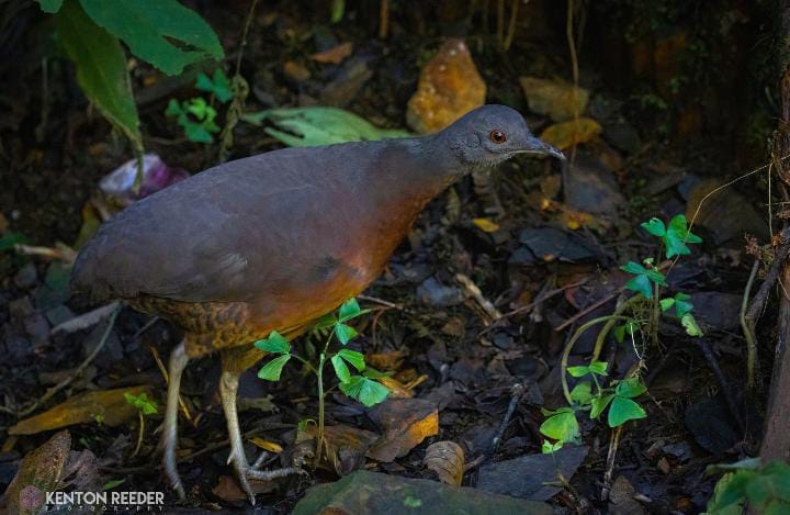 Crypturellus Obsoletus