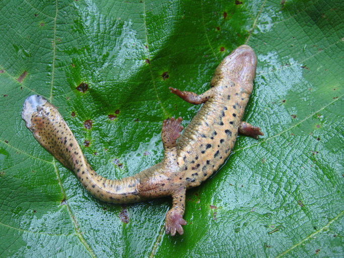 Paramesotriton wulingensis