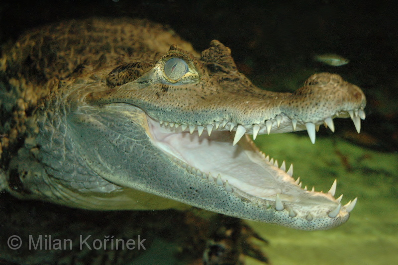 Caiman crocodilus