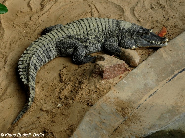 Crocodylus novaeguineae