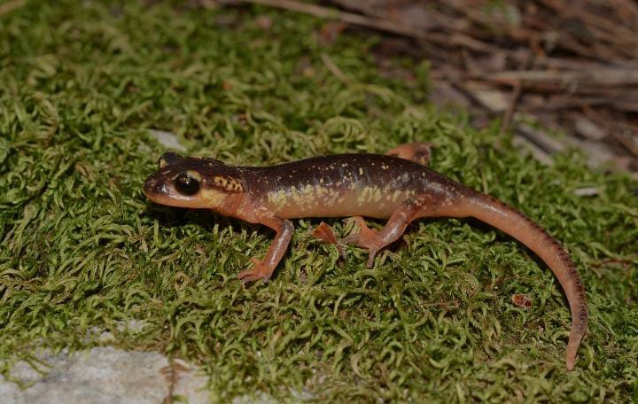 Lyciasalamandra flavimembris