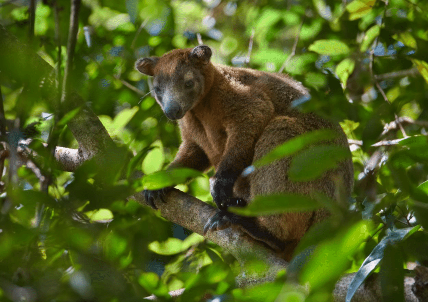 Dendrolagus bennettianus