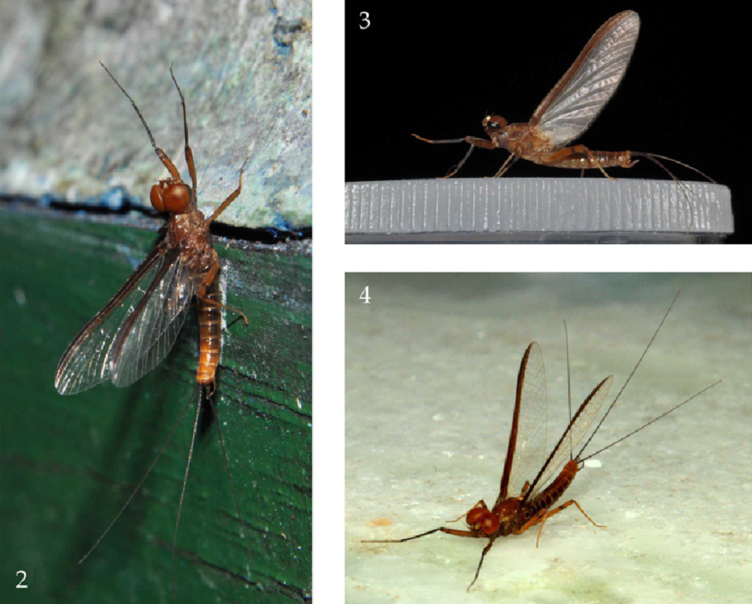 Hydrosmilodon plagatus