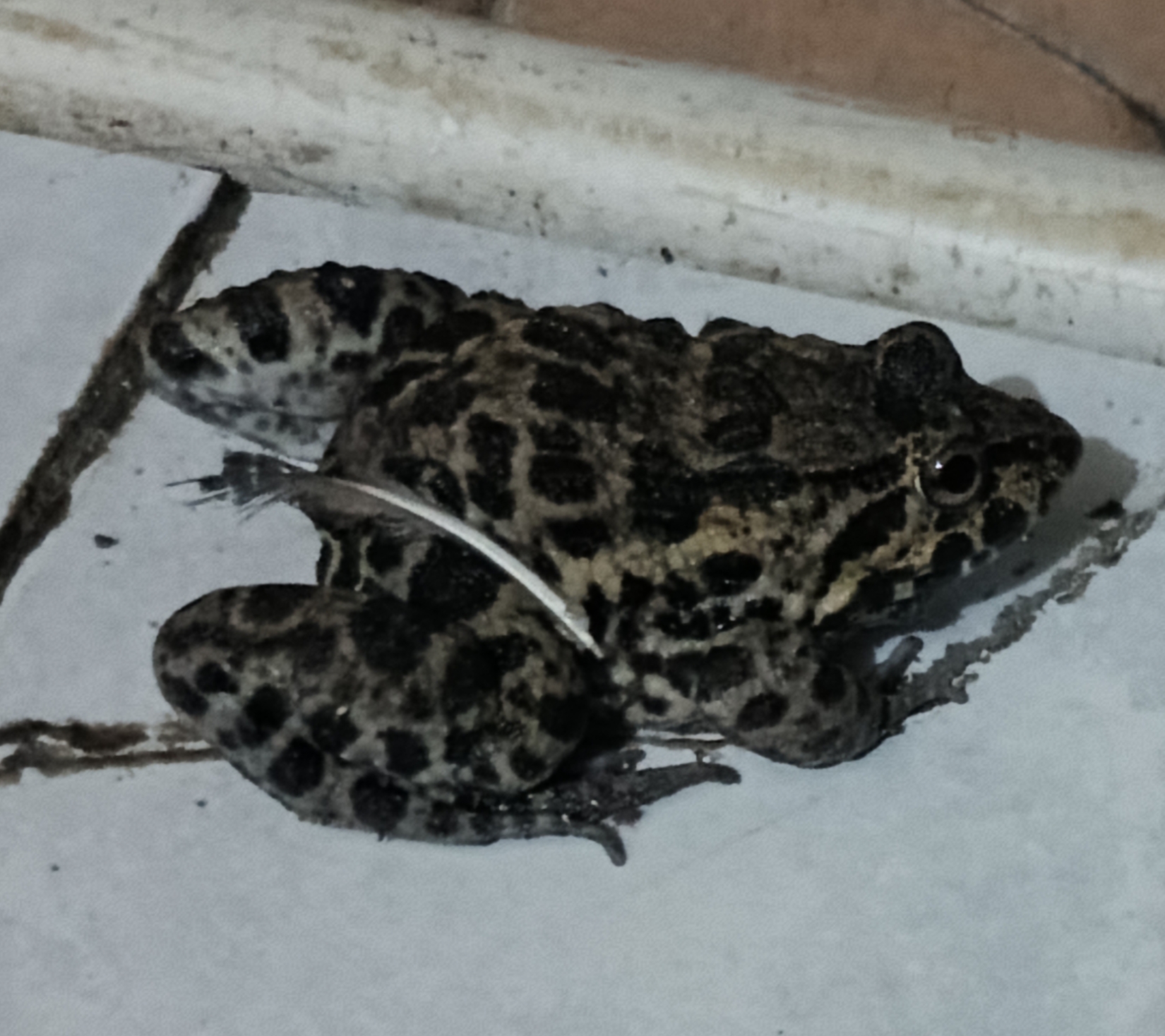 Fejervarya Limnocharis