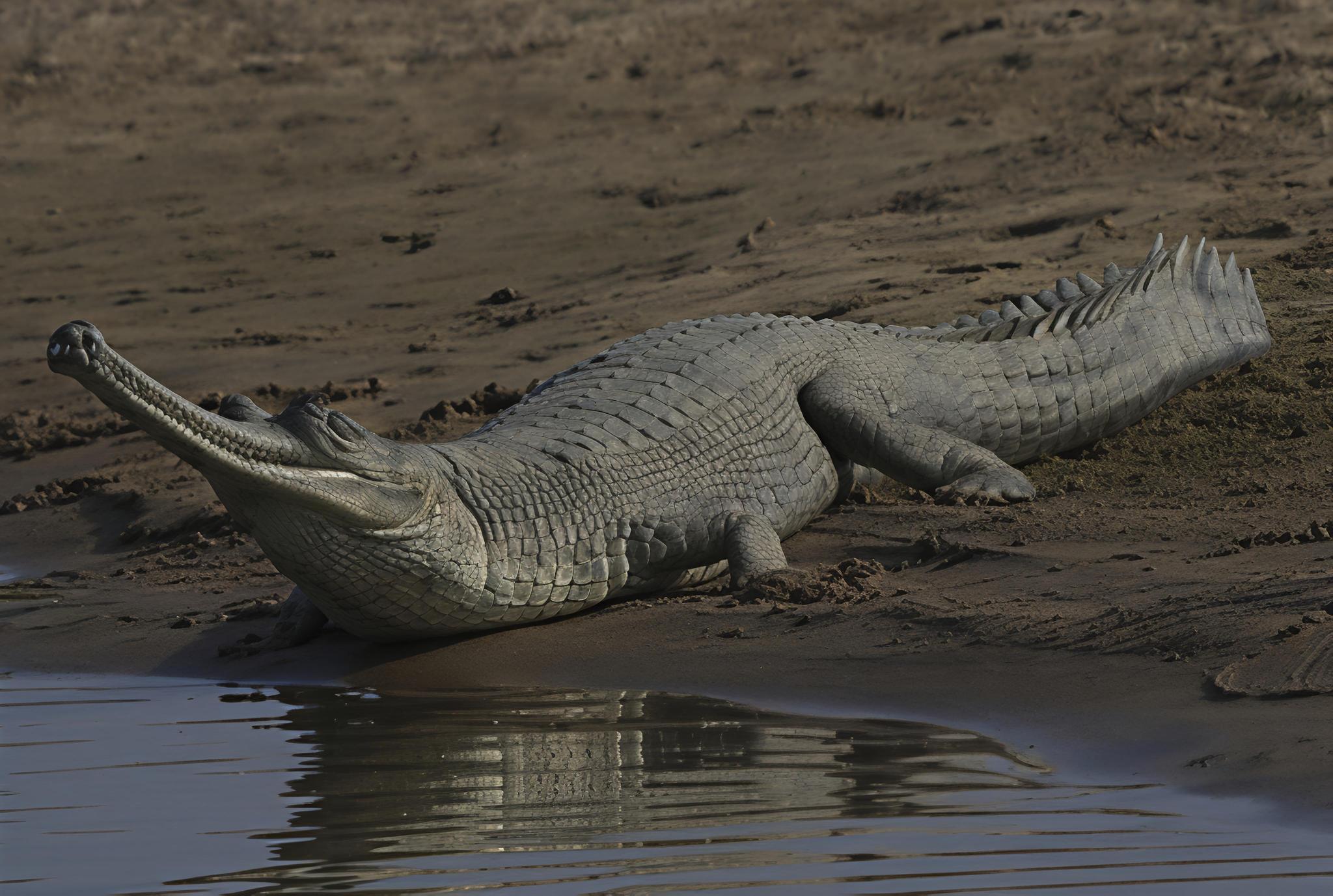 Gavialis gangeticus