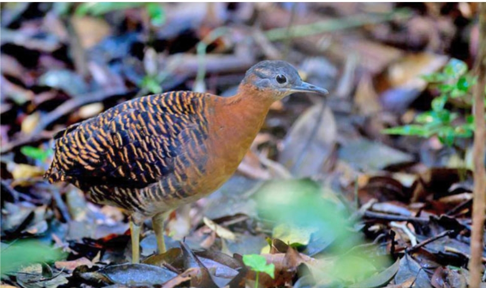 Crypturellus variegatus