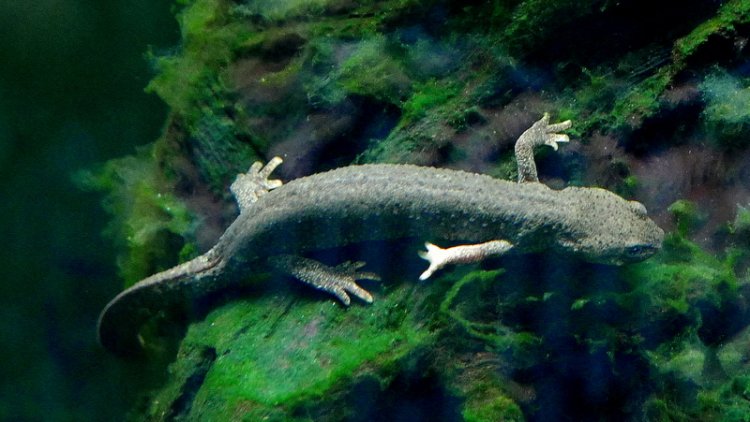 Calotriton arnoldi