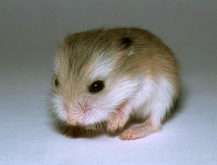 Phodopus Roborovskii