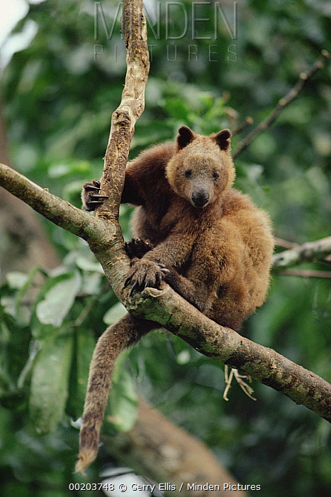 Dendrolagus Dorianus