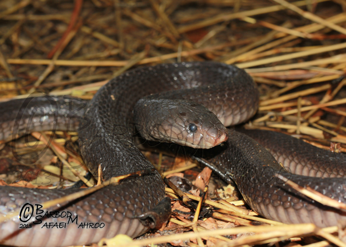 Walterinnesia Morgani