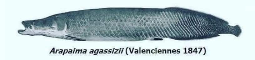 Arapaima agassizii