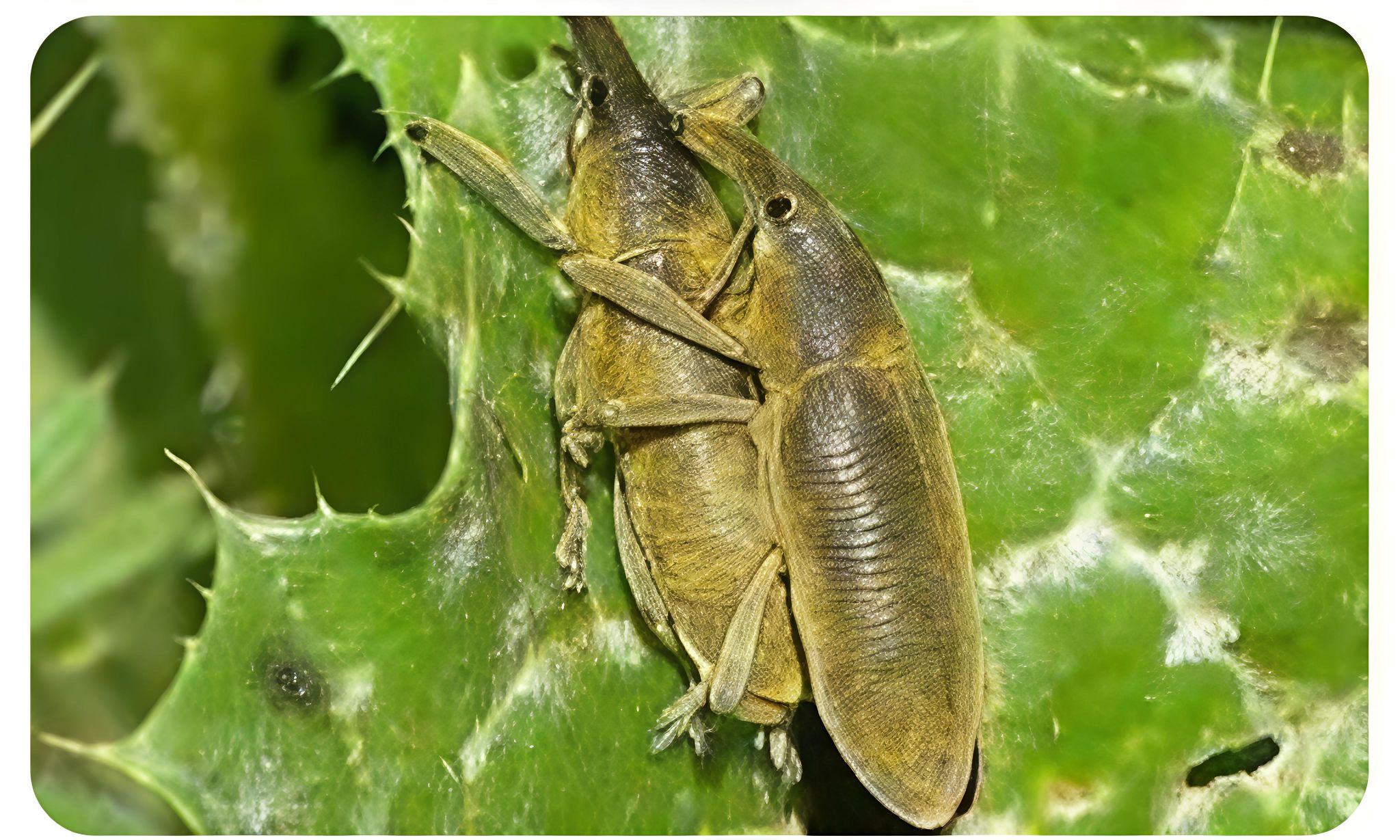 Prosopistoma orhanelicum