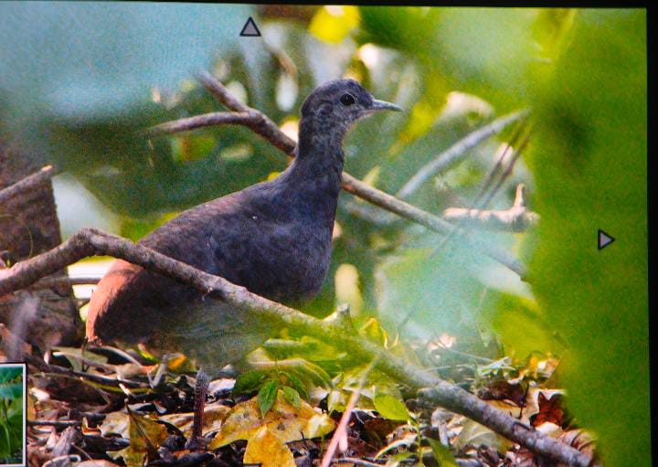 Crypturellus Boucardi