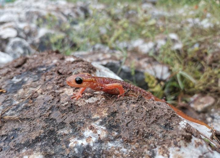 Lyciasalamandra Billae