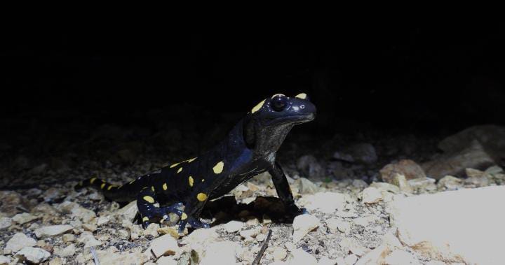 Salamandra infraimmaculata