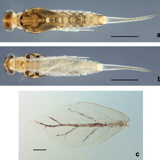Prosopistoma Maroccanum