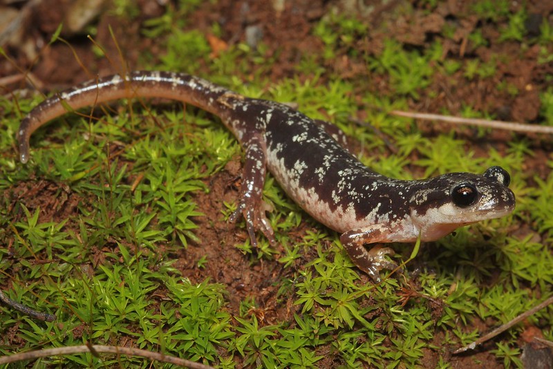 Lyciasalamandra Yehudahi