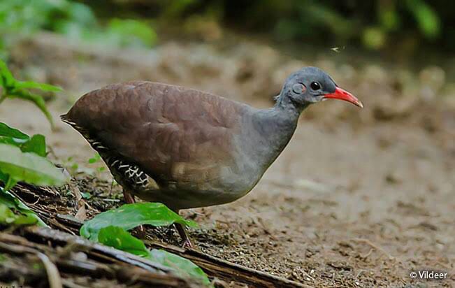 Crypturellus Tataupa