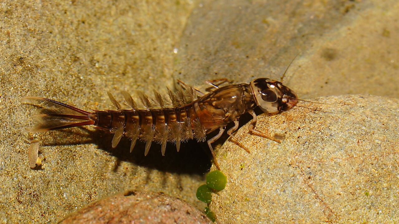 Mirawara Purpurea