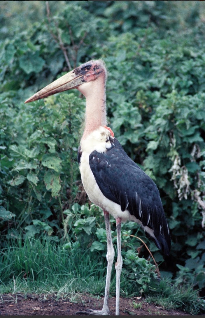 Leptoptilos crumenifer