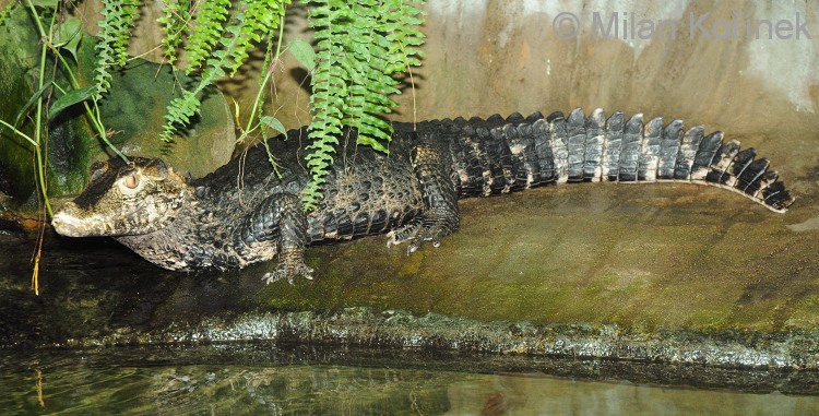 Paleosuchus palpebrosus